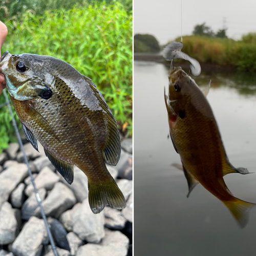 ブルーギルの釣果