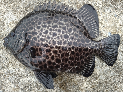 イシガキダイの釣果