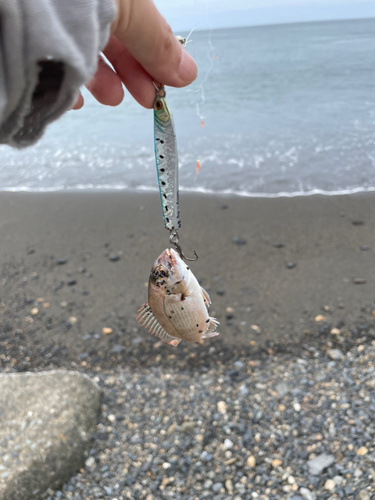 タイの釣果