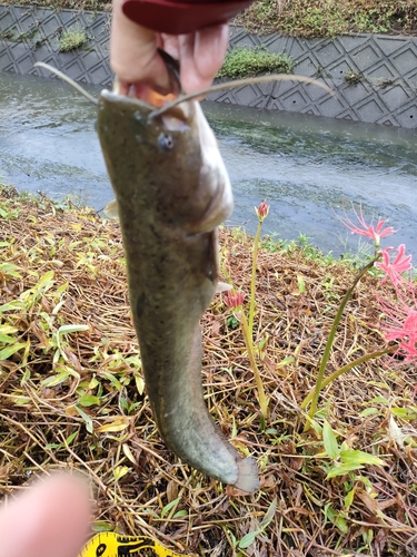 ナマズの釣果