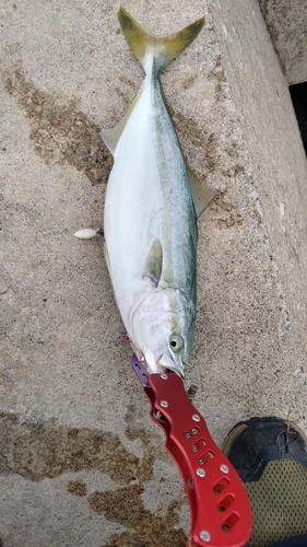 イナダの釣果