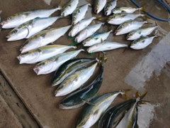 ヤズの釣果