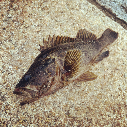 タケノコメバルの釣果