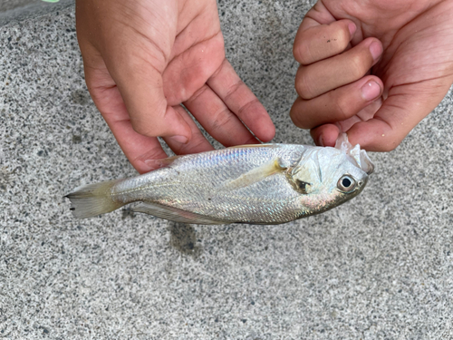 シログチの釣果