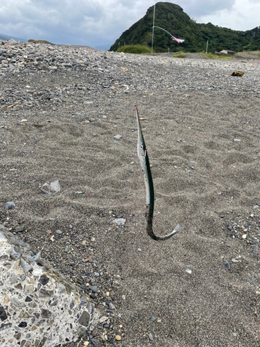 ダツの釣果