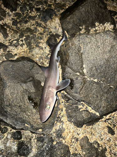 サメの釣果