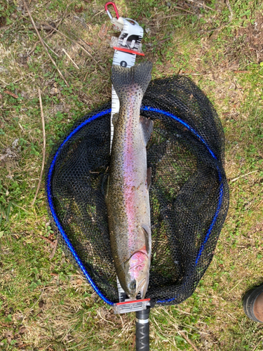 ニジマスの釣果