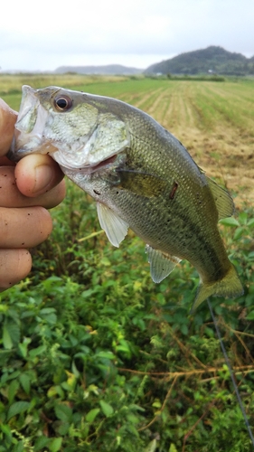 ラージマウスバスの釣果