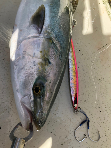 メジロの釣果