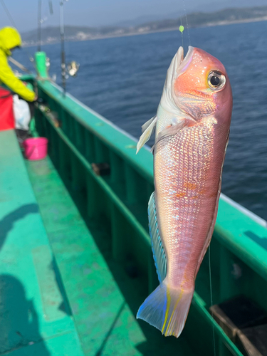 アマダイの釣果