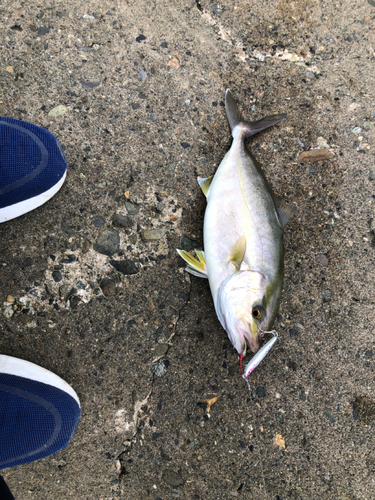 波松海岸で釣れたフグの釣り・釣果情報 - アングラーズ