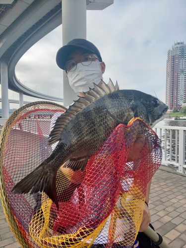 チヌの釣果