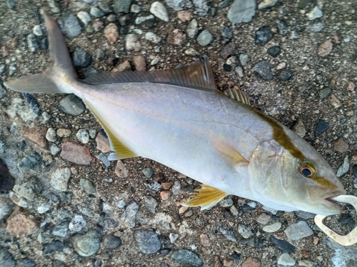 カンパチの釣果