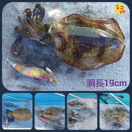 アオリイカの釣果