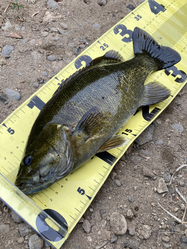 スモールマウスバスの釣果