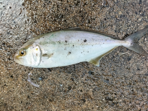 カンパチの釣果