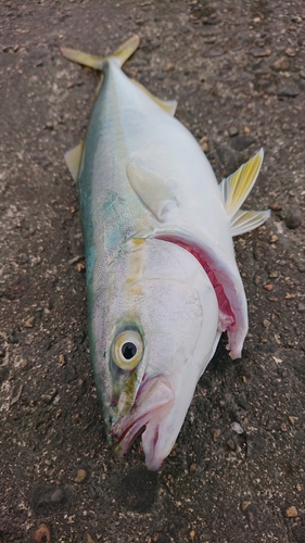 ワカシの釣果