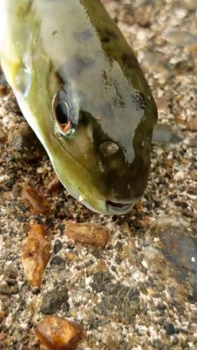 クロサバフグの釣果