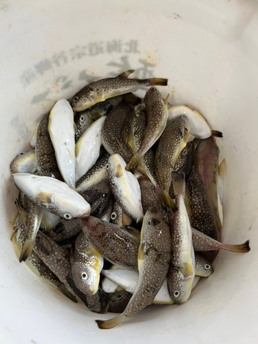 ショウサイフグの釣果