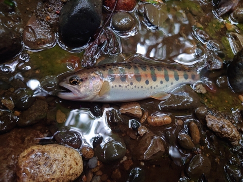 ヤマメの釣果