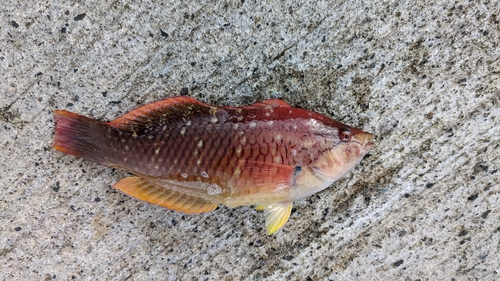 アカササノハベラの釣果