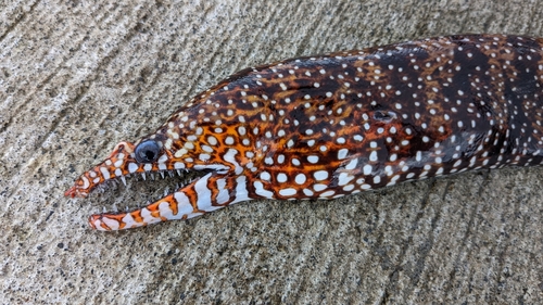 トラウツボの釣果