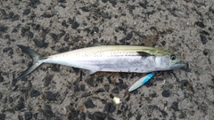 サゴシの釣果