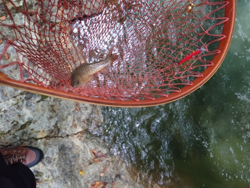 イワナの釣果