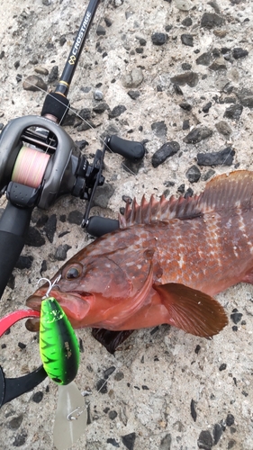 アコウの釣果