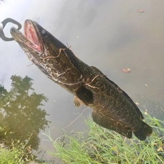 ライギョの釣果