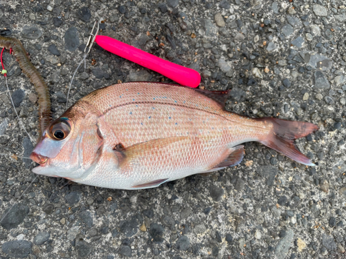 チャリコの釣果