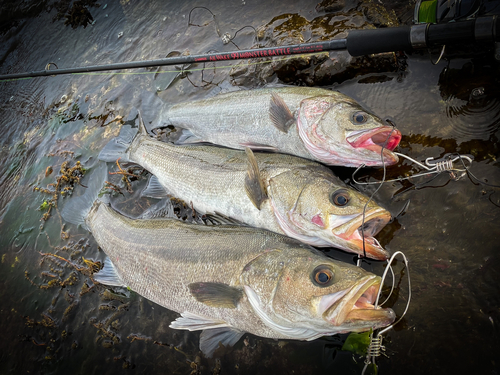 マルスズキの釣果