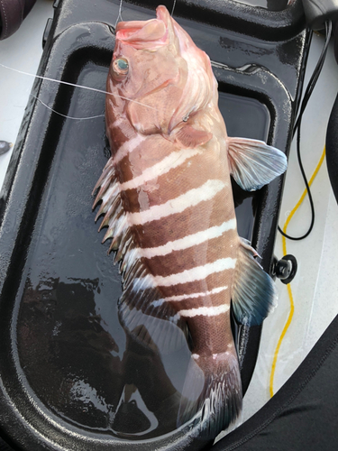 マハタの釣果