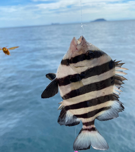 イシダイの釣果