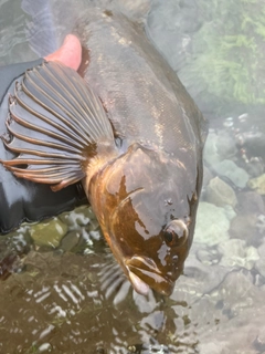 アイナメの釣果