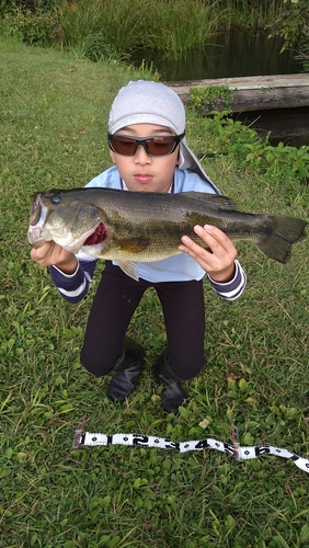 ラージマウスバスの釣果