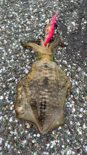 アオリイカの釣果