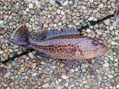 オオモンハタの釣果