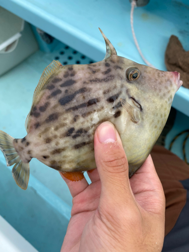 カワハギの釣果