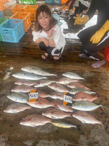 マダイの釣果