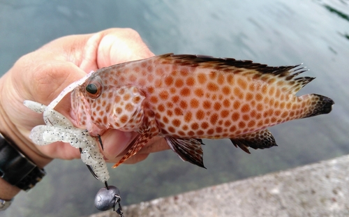 オオモンハタの釣果