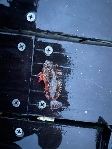 ハオコゼの釣果