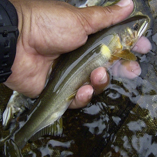 アユの釣果