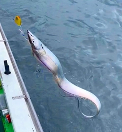 タチウオの釣果