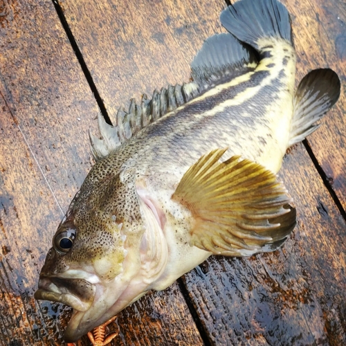 シマソイの釣果