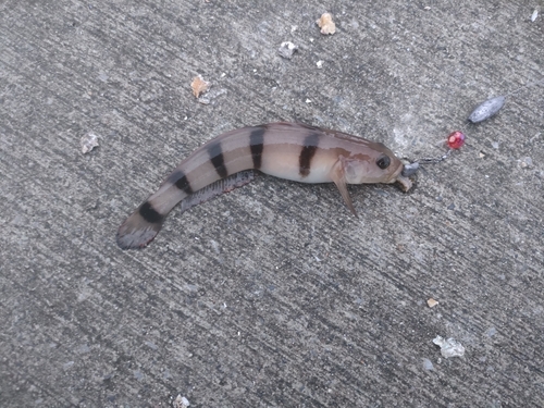 リュウグウハゼの釣果