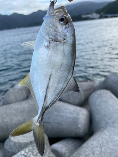 メッキの釣果