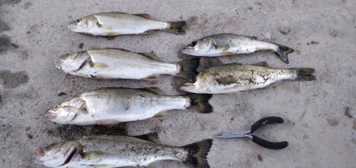 スズキの釣果