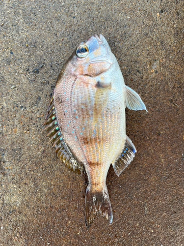 チャリコの釣果