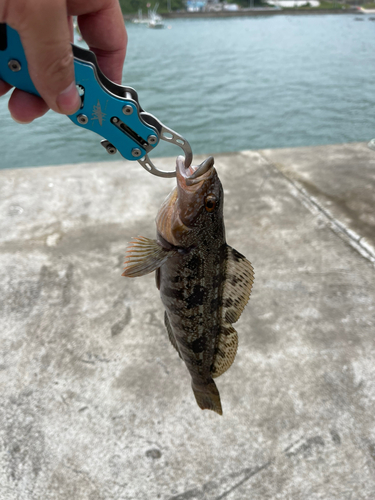 アイナメの釣果